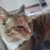 Je propose mes services de garde ou promenade pour vos animaux 😊 in Mulhouse