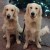 Mes goldens et leurs copains en Saleilles